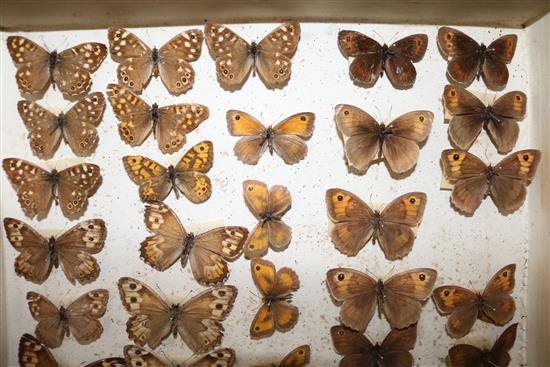 Two double book butterfly specimen cases, 13in.